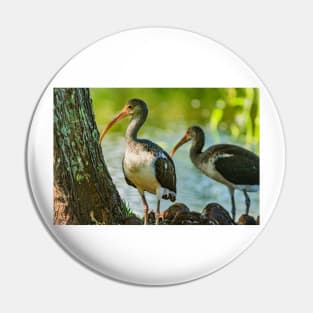 American white ibis in Gatorland Pin