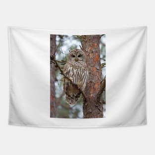 Barred Owl Tapestry