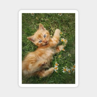 orange kitten among daisies Magnet