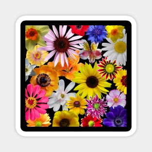 colorful blooms, flowers, flowery, daisies, sunflower, coneflower Magnet