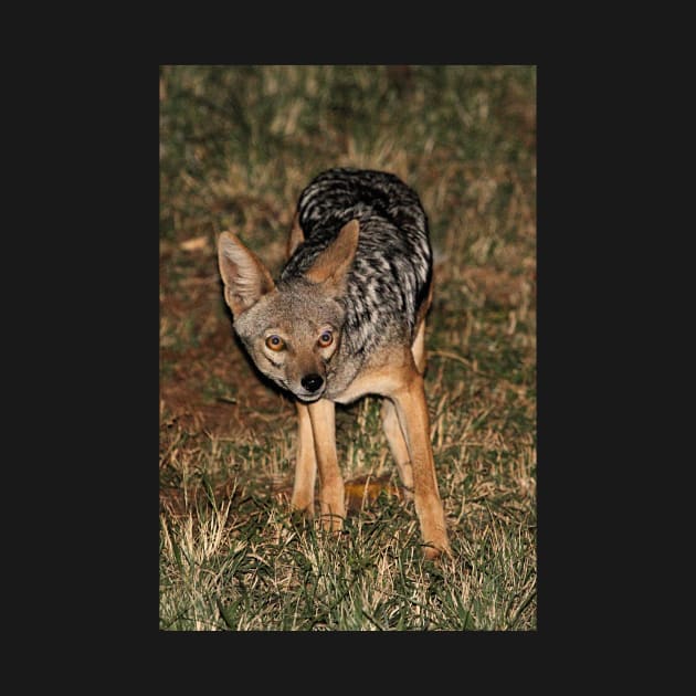 Side-striped Jackal at Night by Carole-Anne