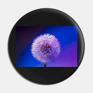 Single dandelion seed head close up Pin