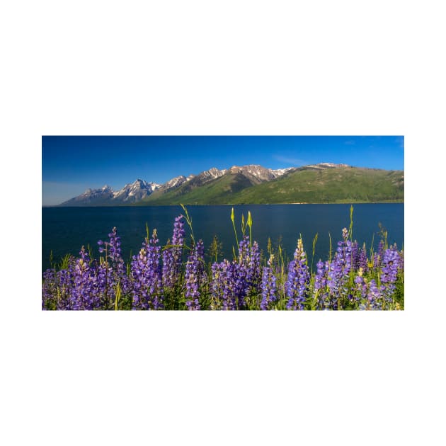 Blue Summer at Jackson Lake by algill