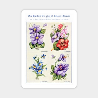 Flower watercolor illustration (1915) Magnet