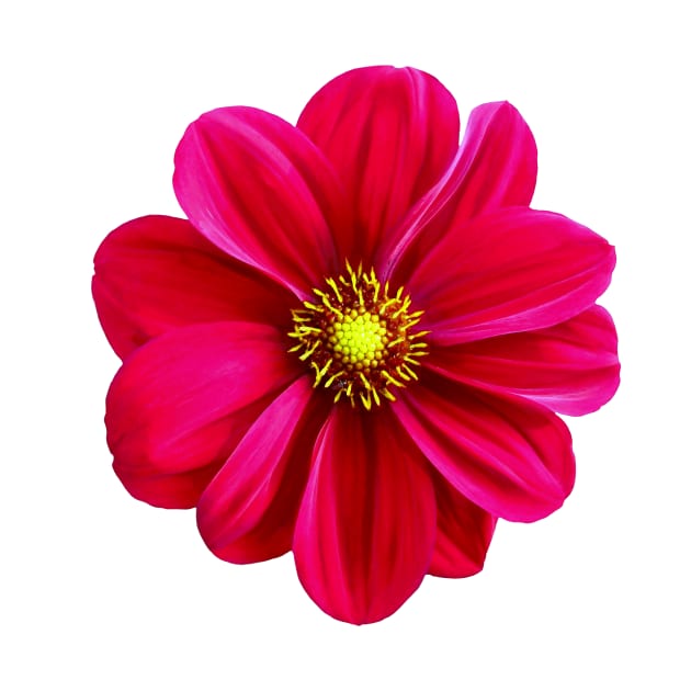 Red Daisy Flower by PhotoArts