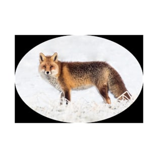 Gift idea Fox in winter. Photo T-Shirt