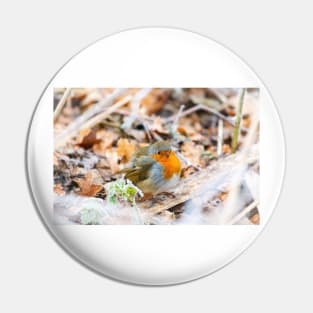 Puffed-up Robin Redbreast in Frost Pin