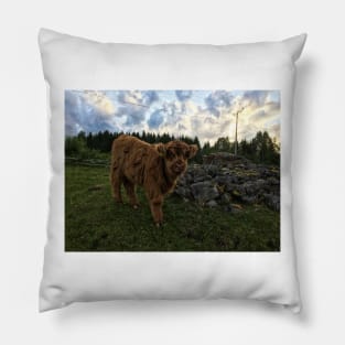 Scottish Highland Cattle Calf 1775 Pillow