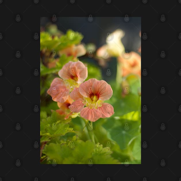 Nasturtium by MistyLakeArt