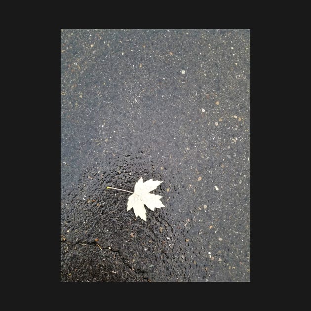 Leaf on Asphalt by Kyarwon
