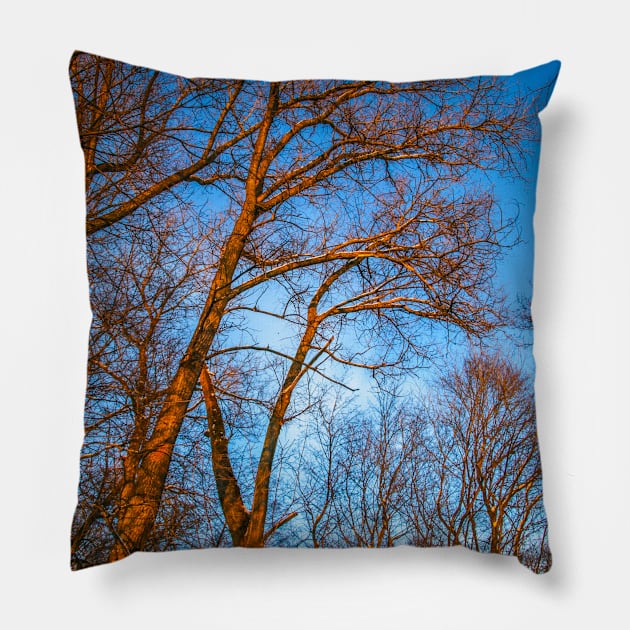 Winter landscape - frosty trees in snowy forest in the sunny morning. Tranquil winter nature in sunlight Pillow by Olga Berlet