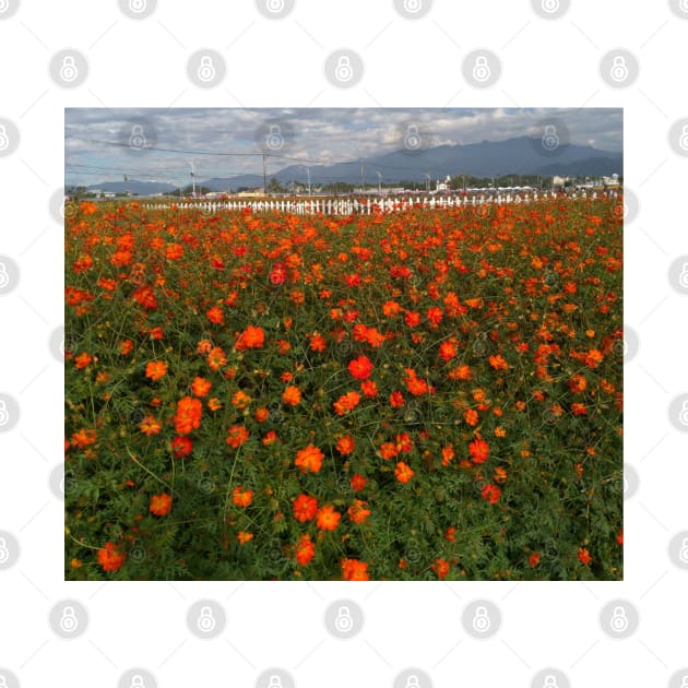 Red Poppy Flowers Field by LifeSimpliCity