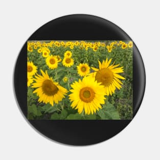 Field of sunflowers in summer Pin