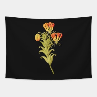 Flame lily - Gloriosa superba - botanical illustration Tapestry