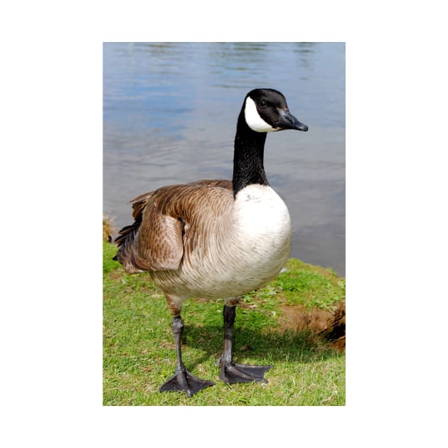 Canada Goose Canadian Geese Wild Bird by AndyEvansPhotos