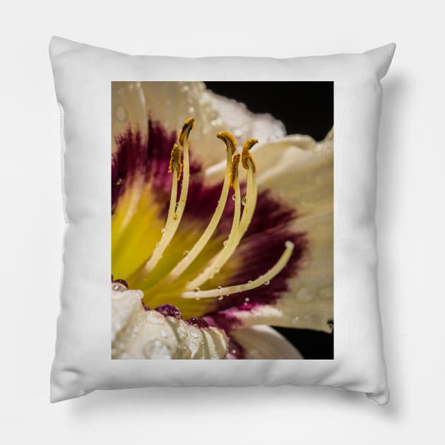 Daylilly Close-up 10 Pillow by Robert Alsop