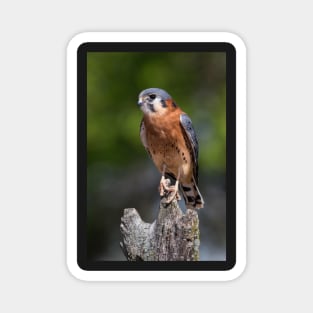 American Kestrel Magnet