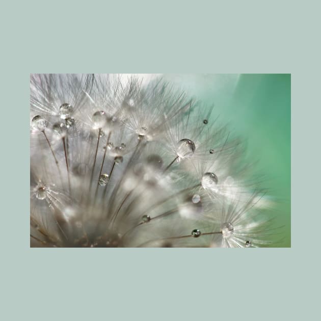 Silver Mint Dandelion by micklyn