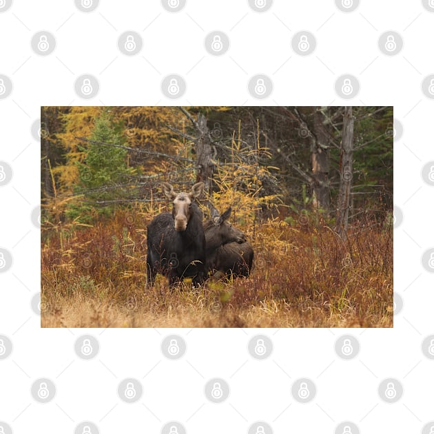 Moose - Algonquin Park, Canada by Jim Cumming