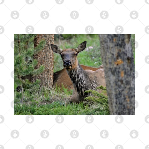 Resting Lady Elk by Leslie Pino Durant