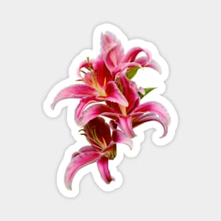 Elegant Hot Pink Oriental Lilies Magnet