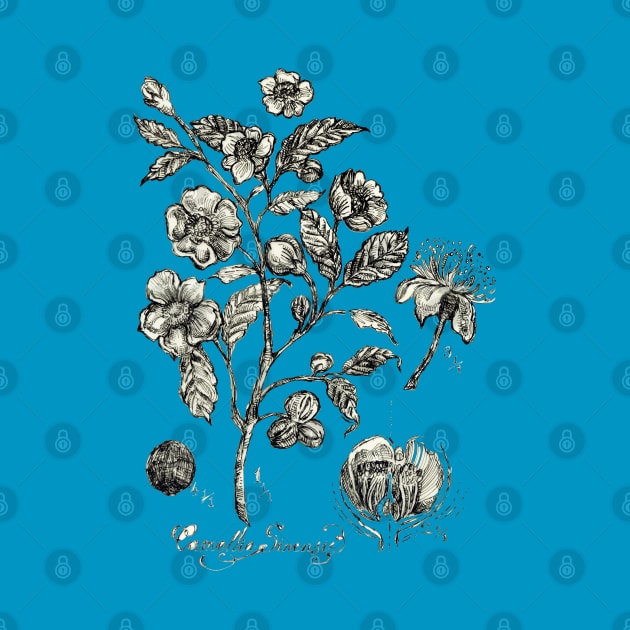 Botanical Illustration_Tea Plant. by FanitsaArt