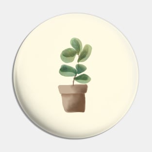 Ficus plant in a pot Pin