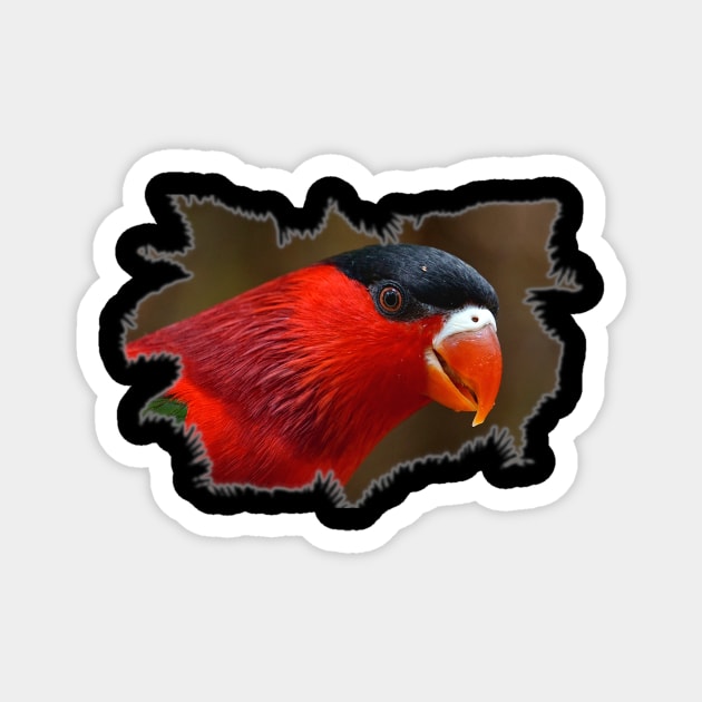 Red Lory Bird Magnet by Nicole Gath Photography