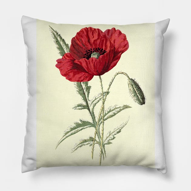 Red flowers poppy Pillow by MiljanaVuckovic