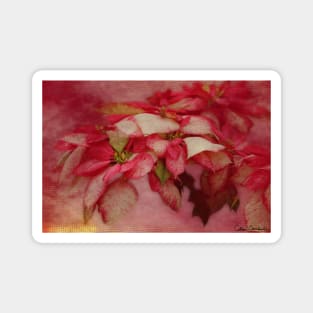 Peppermint Candy Colored Poinsettias Digital Art Magnet