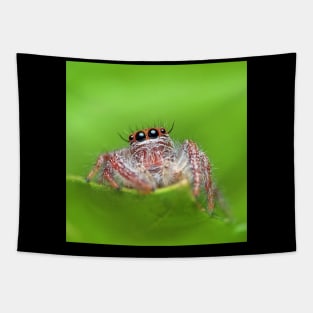 Jumping Spider Tapestry