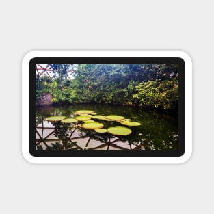 Victoria amazonica floating in pond Magnet