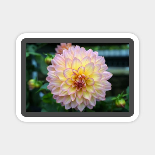 Dahlia Magnet by Nicole Gath Photography