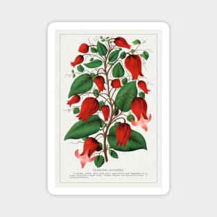 Red Flower, Clematis Coccinea Lithograph (1900) Magnet