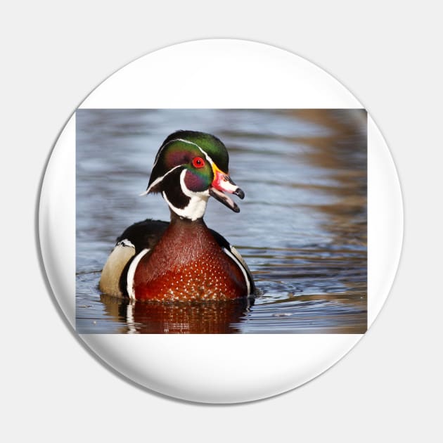 Wood Duck laugh Pin by Jim Cumming