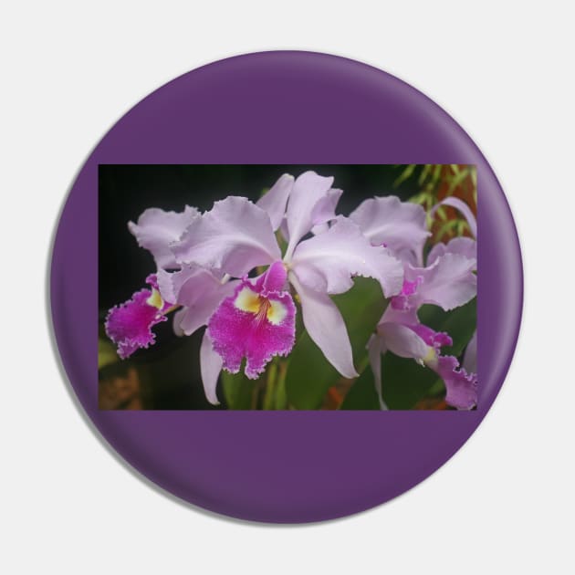 Orchid, Kew Gardens, July 2021 Pin by RedHillDigital