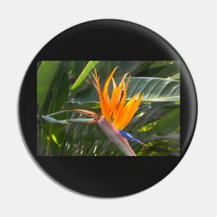 Bird of Paradise Pin