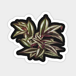 Tradescantia zebrina  - Botanical Illustration Magnet