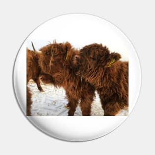 Scottish Highland Cattle Calves 1674 Pin