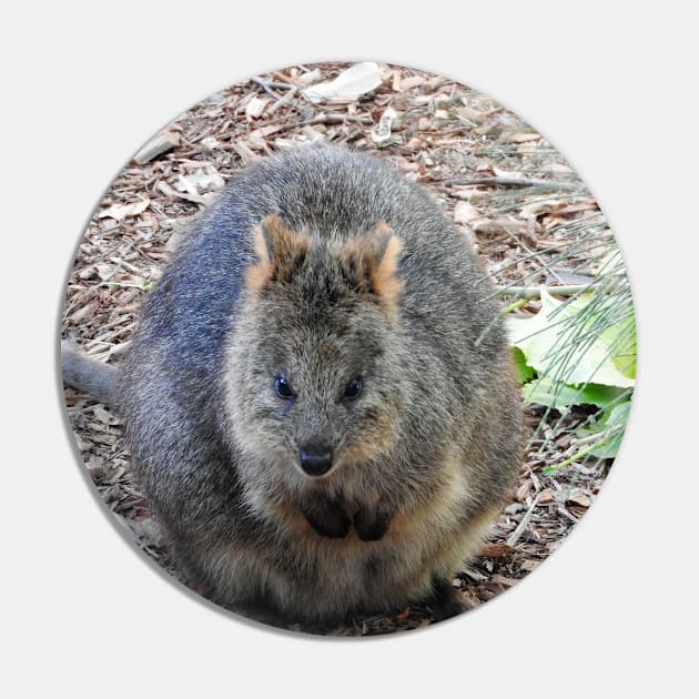 Quokka Pin by kirstybush