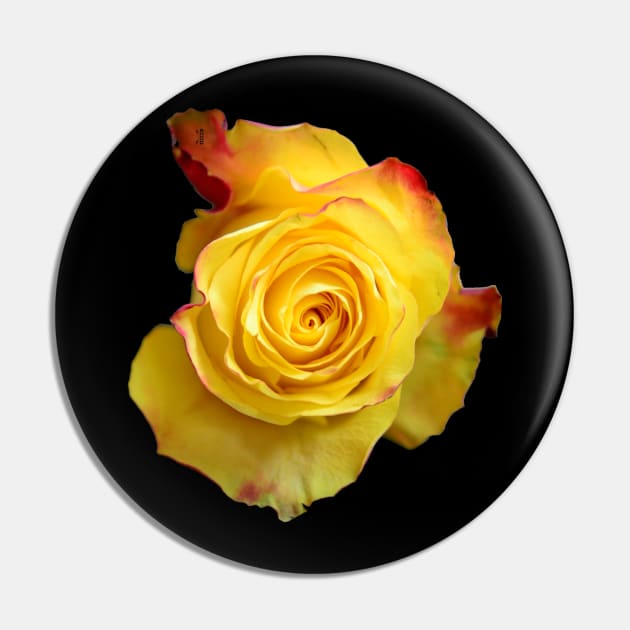 Yellow Rose Pin by RaphaelWolf