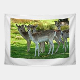 Fallow Deer Tapestry