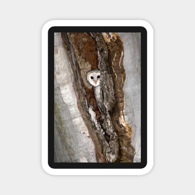 Barn Owl Peekaboo Magnet by AndrewGoodall