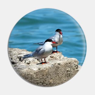 Two Caspian Terns Standing On A Rock Pin