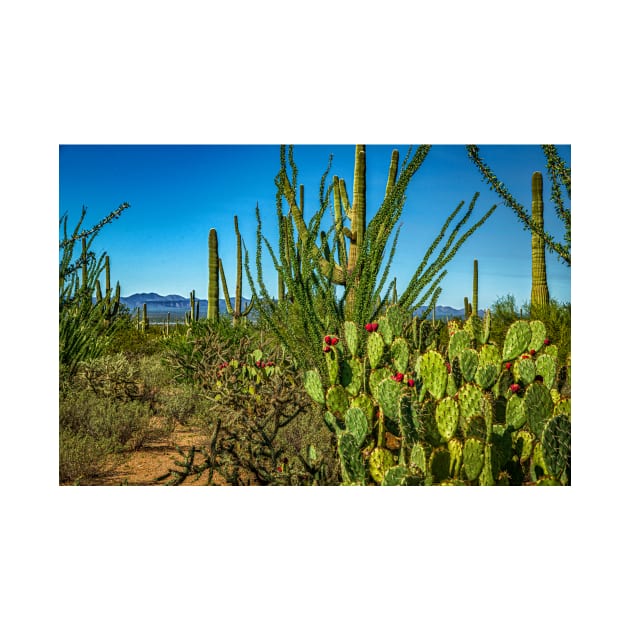 Saguaro National Park by Gestalt Imagery