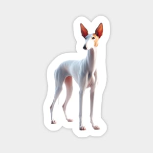 Ibizan Hound Magnet