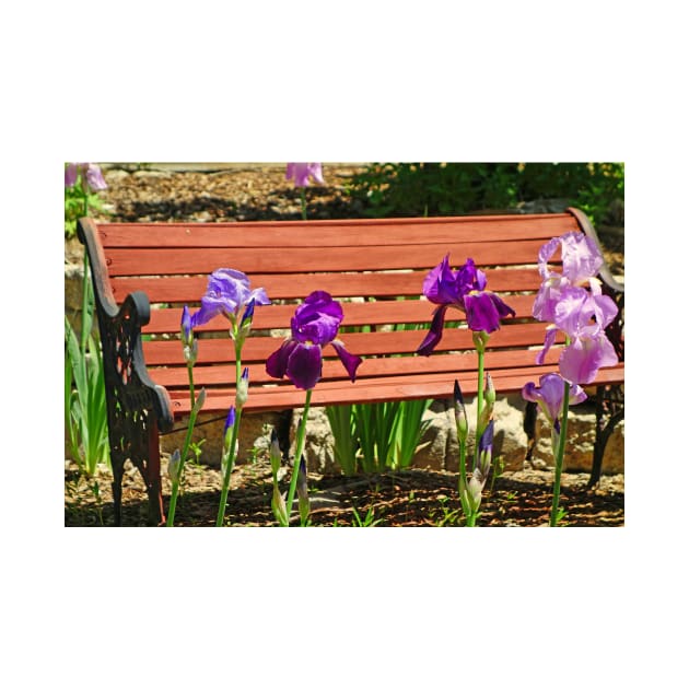 Bench and Iris by bobmeyers