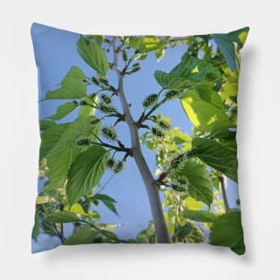 Green Mulberry tree, green leaves, nature plant photography Pillow