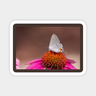 Gray Hairstreak Butterfly on Wild Berry Coneflower Magnet