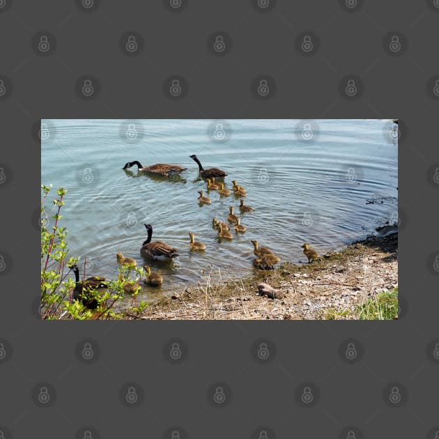 Canada Goose Family Heading To The Water by BackyardBirder